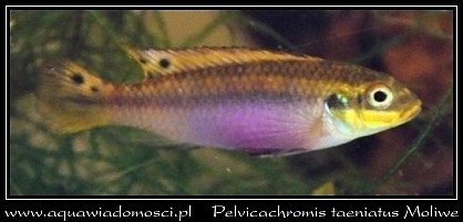 Pelvicachromis taeniatus Moliwe.jpg
